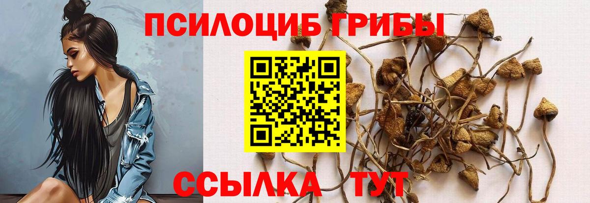 Галлюциногенные грибы Cubensis Ковров